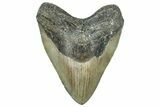 Serrated, Fossil Megalodon Tooth - Huge NC Meg #309477-1